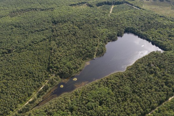Comment créer un petit étang de jardin pour attirer la faune locale ?